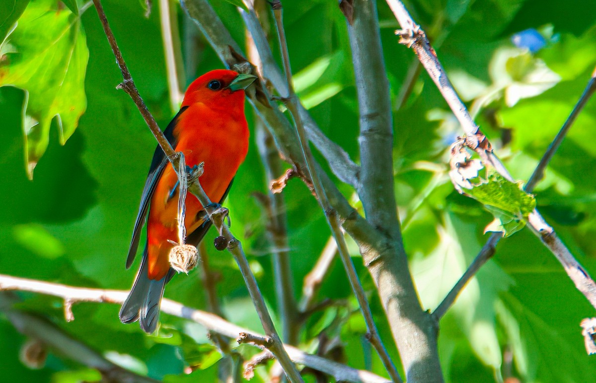アカフウキンチョウ - ML350772241