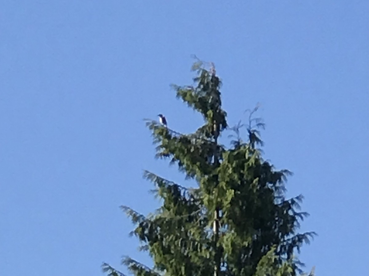 California Scrub-Jay - ML350772401