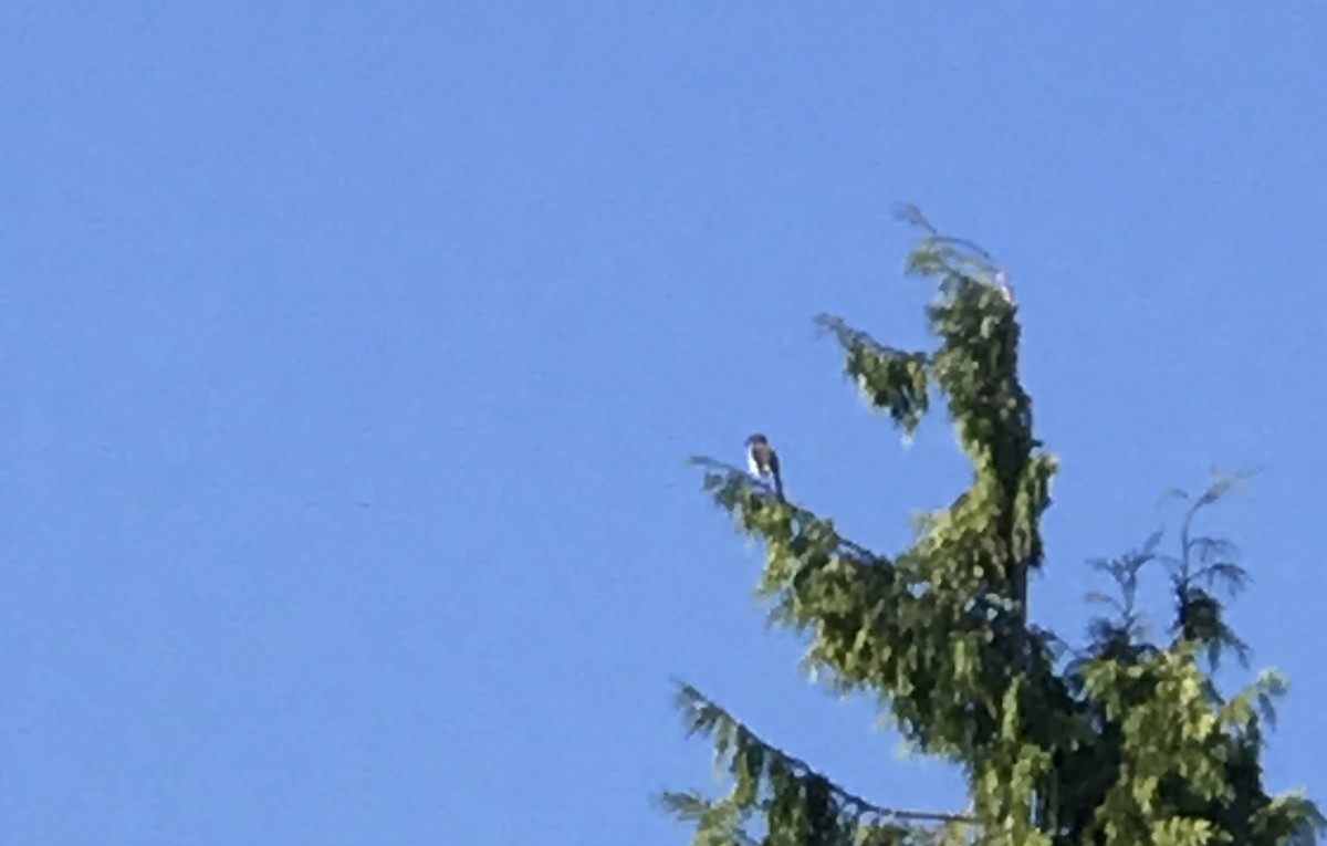 California Scrub-Jay - ML350772511