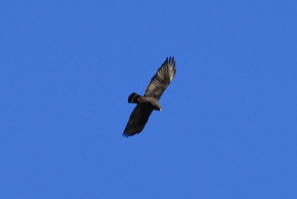 Zone-tailed Hawk - Hank Taliaferro