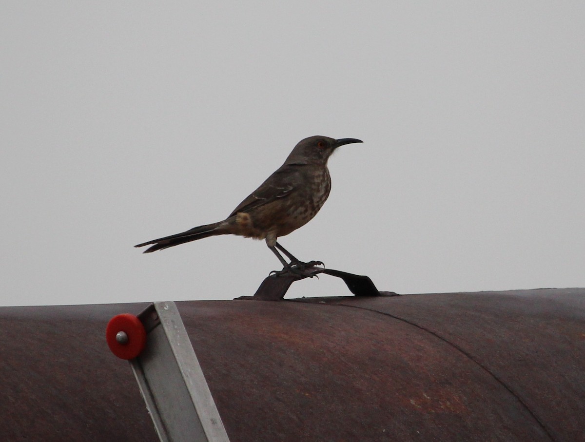 Curve-billed Thrasher - ML35077381