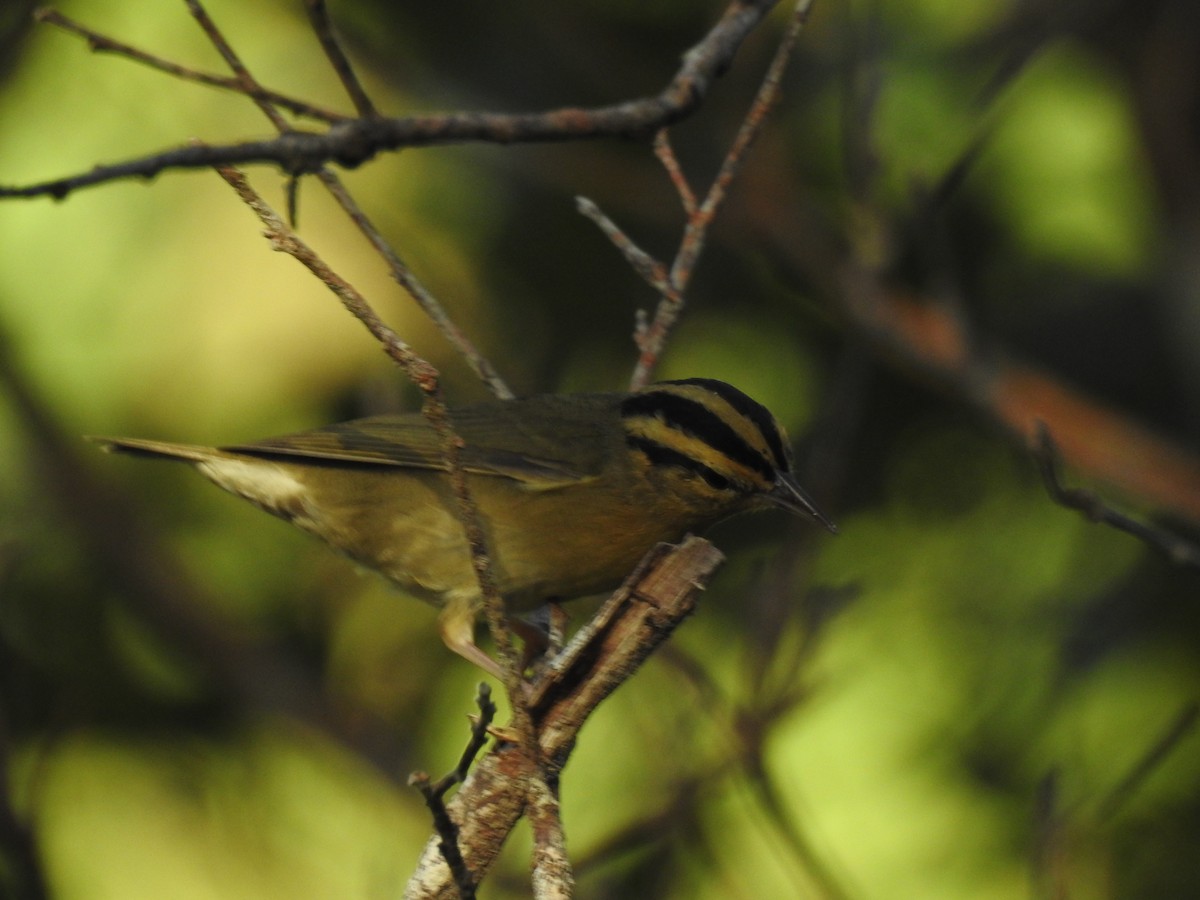 Worm-eating Warbler - ML350774101