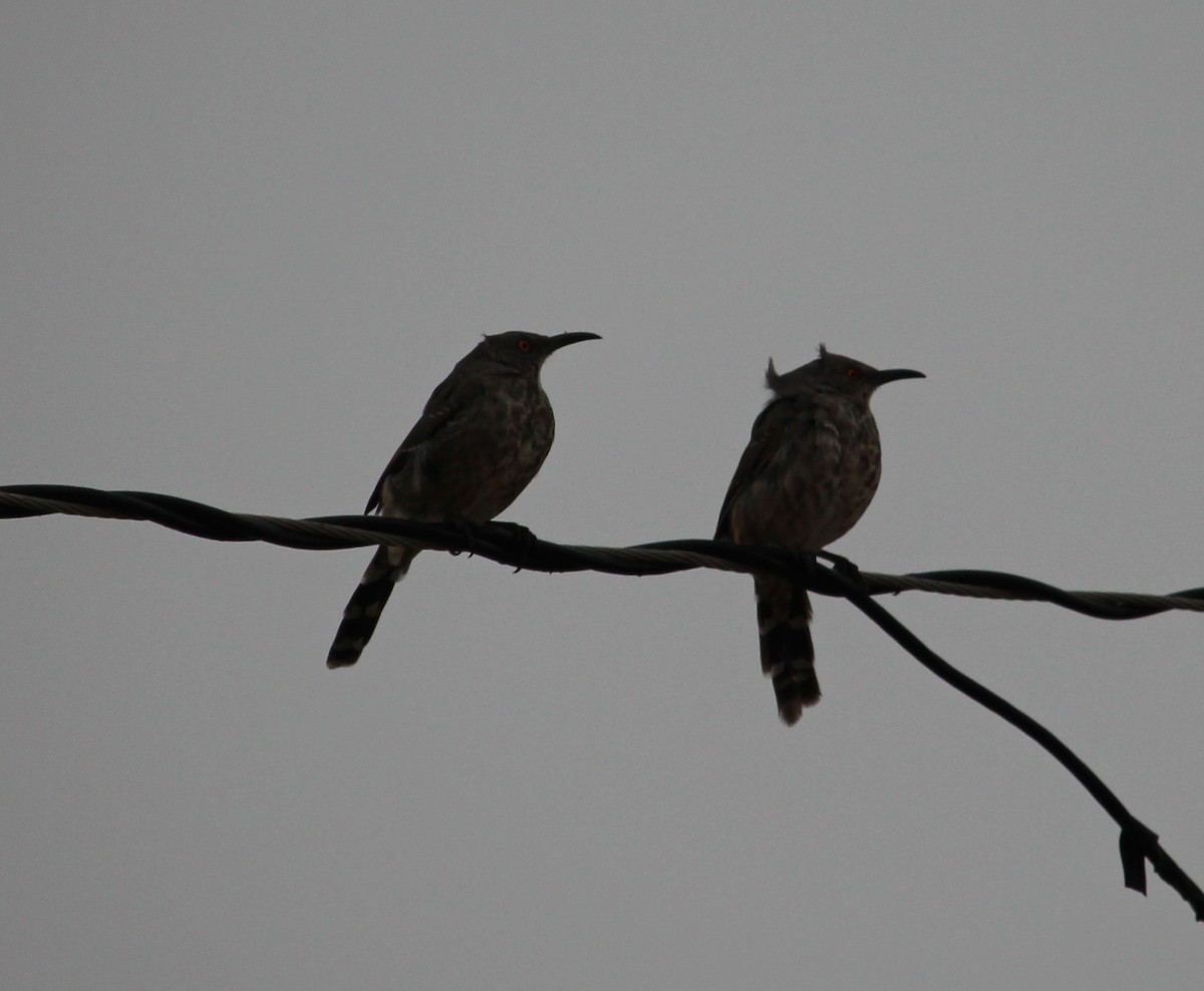 Curve-billed Thrasher - ML35077451