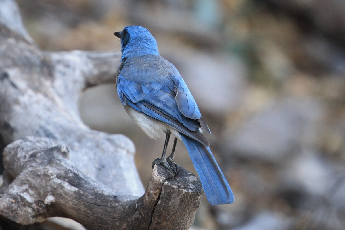 Mexican Jay - ML350774581