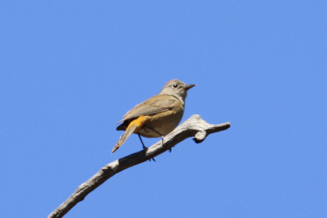 Colima Warbler - ML350775301