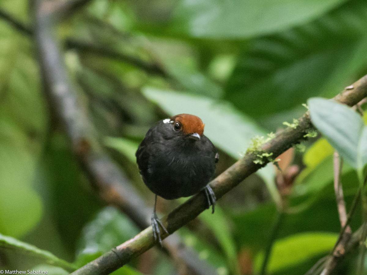 Chestnut-crowned Gnateater - ML35077621