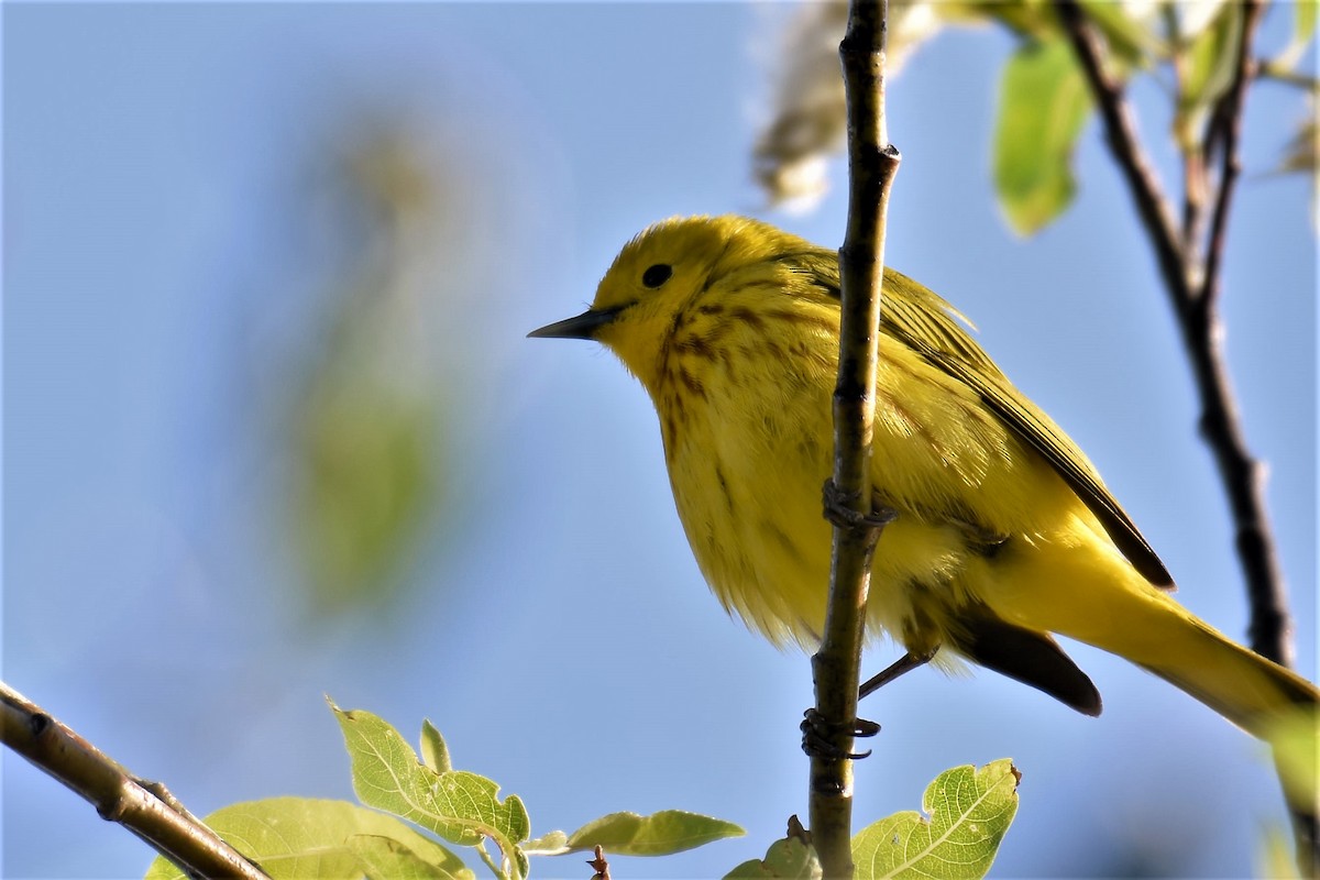 Yellow Warbler - ML350776451