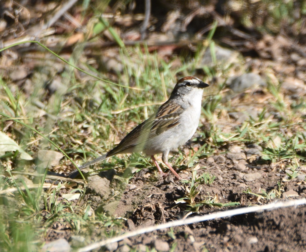 Chipping Sparrow - ML350777481