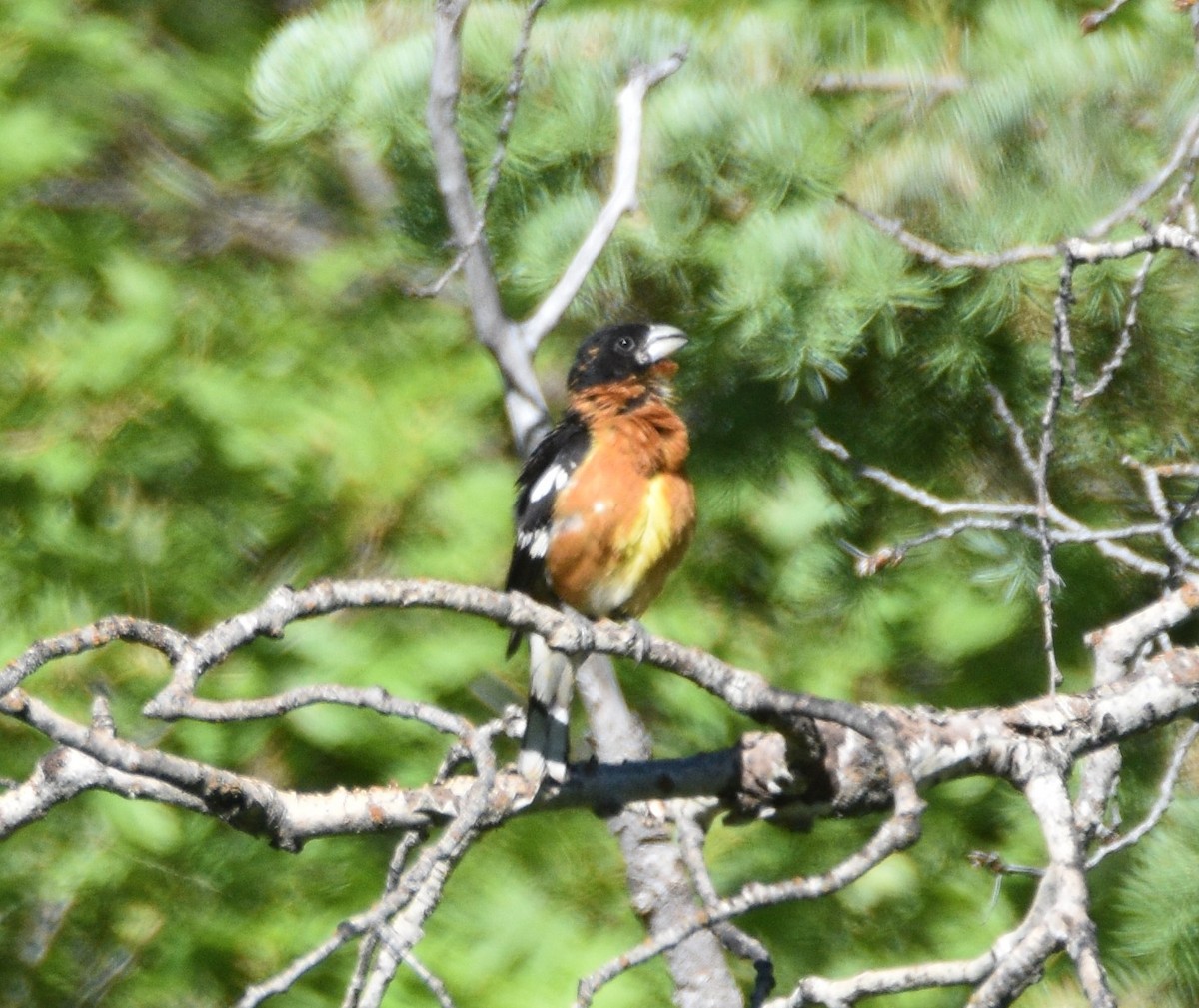 Black-headed Grosbeak - ML350777501