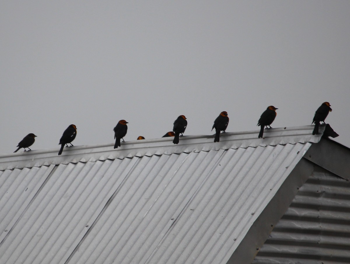 Yellow-headed Blackbird - ML35077761