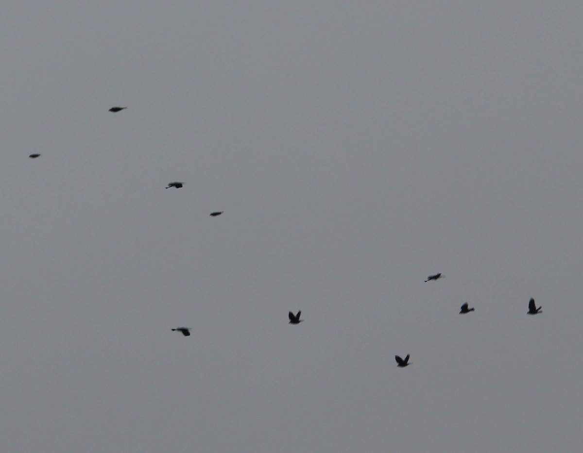 Yellow-headed Blackbird - ML35077771