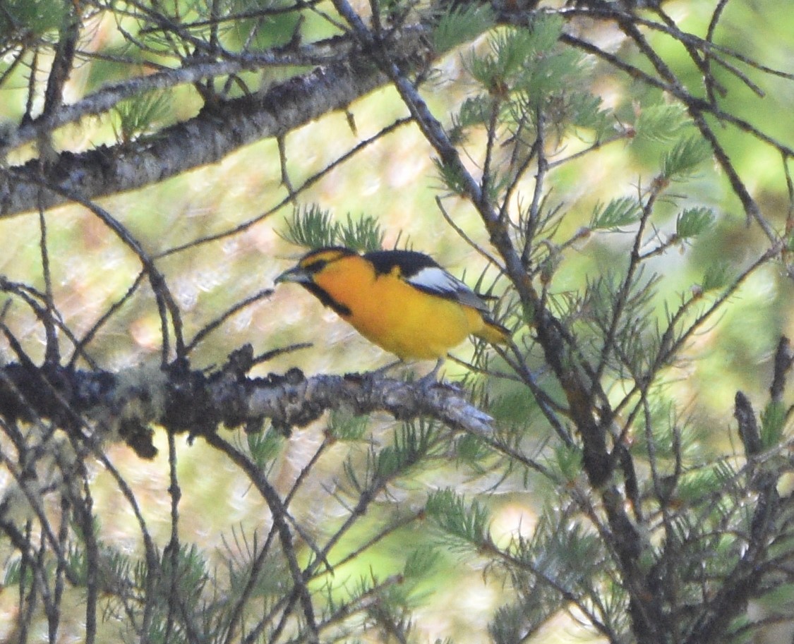 Oriole de Bullock - ML350777781