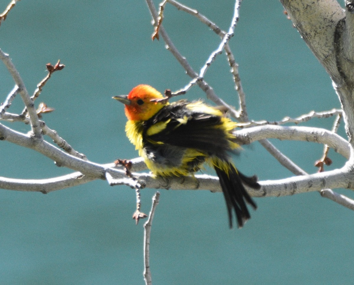 Western Tanager - ML350777881