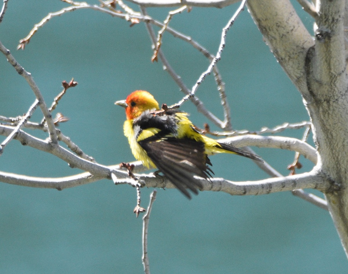 Western Tanager - ML350777911