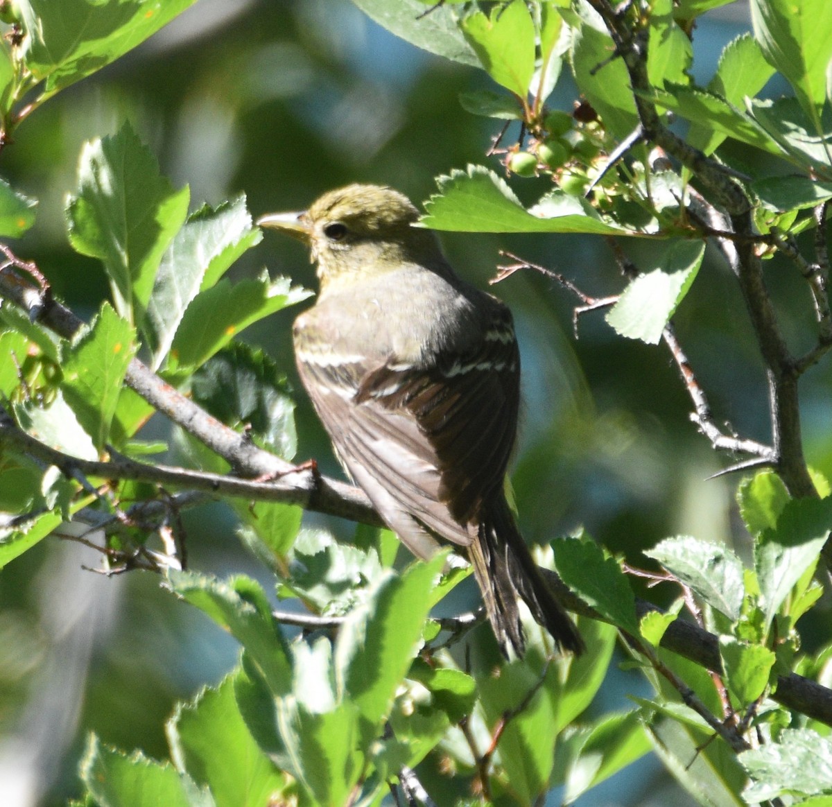 Western Tanager - ML350777941