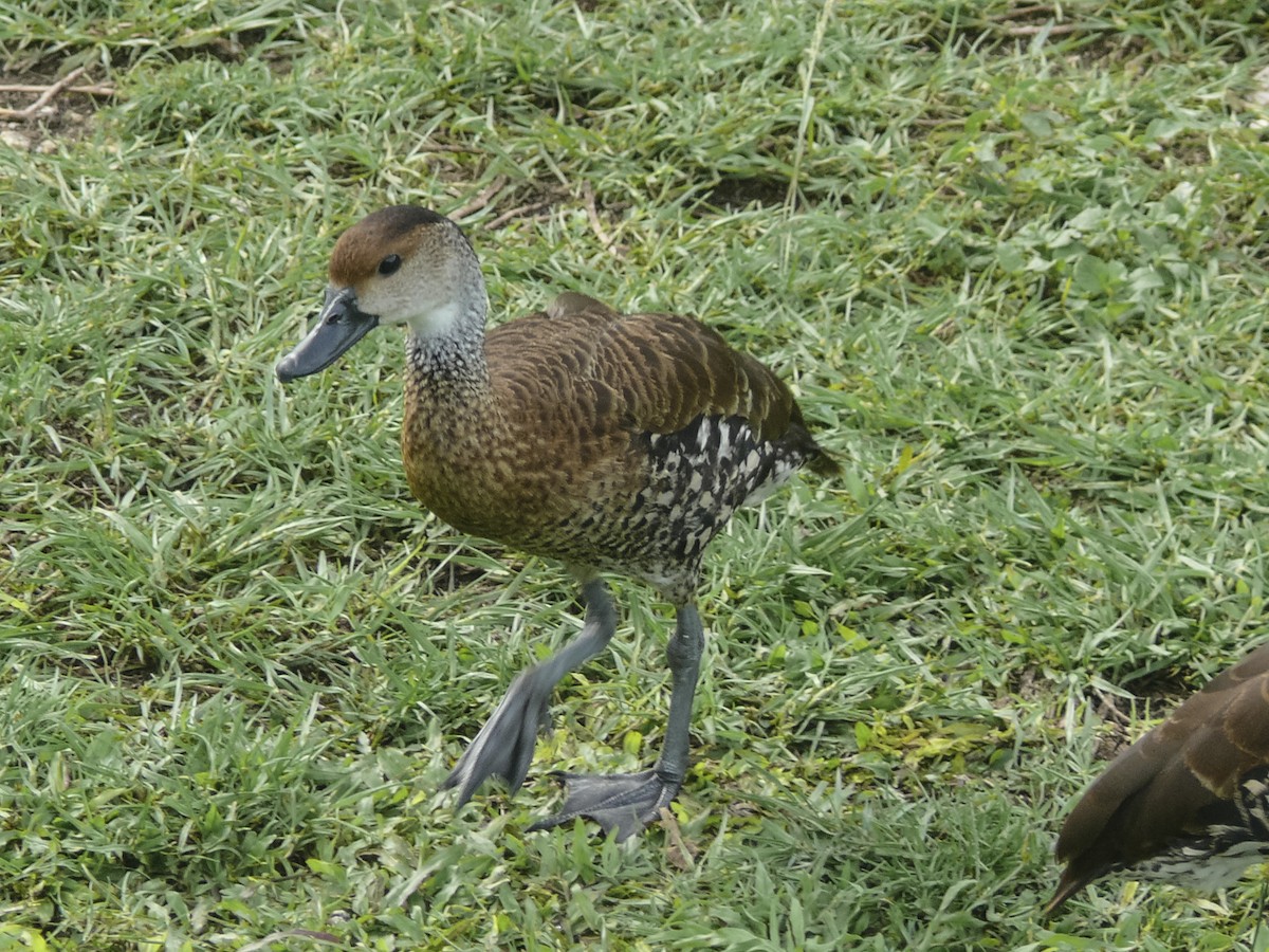 West Indian Whistling-Duck - Robert Lockett