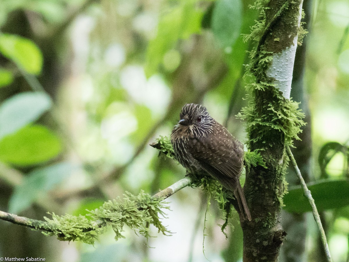 Black-streaked Puffbird - ML35078081