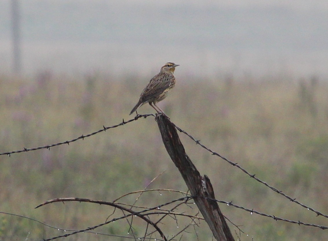 Eastern Meadowlark - ML35078101