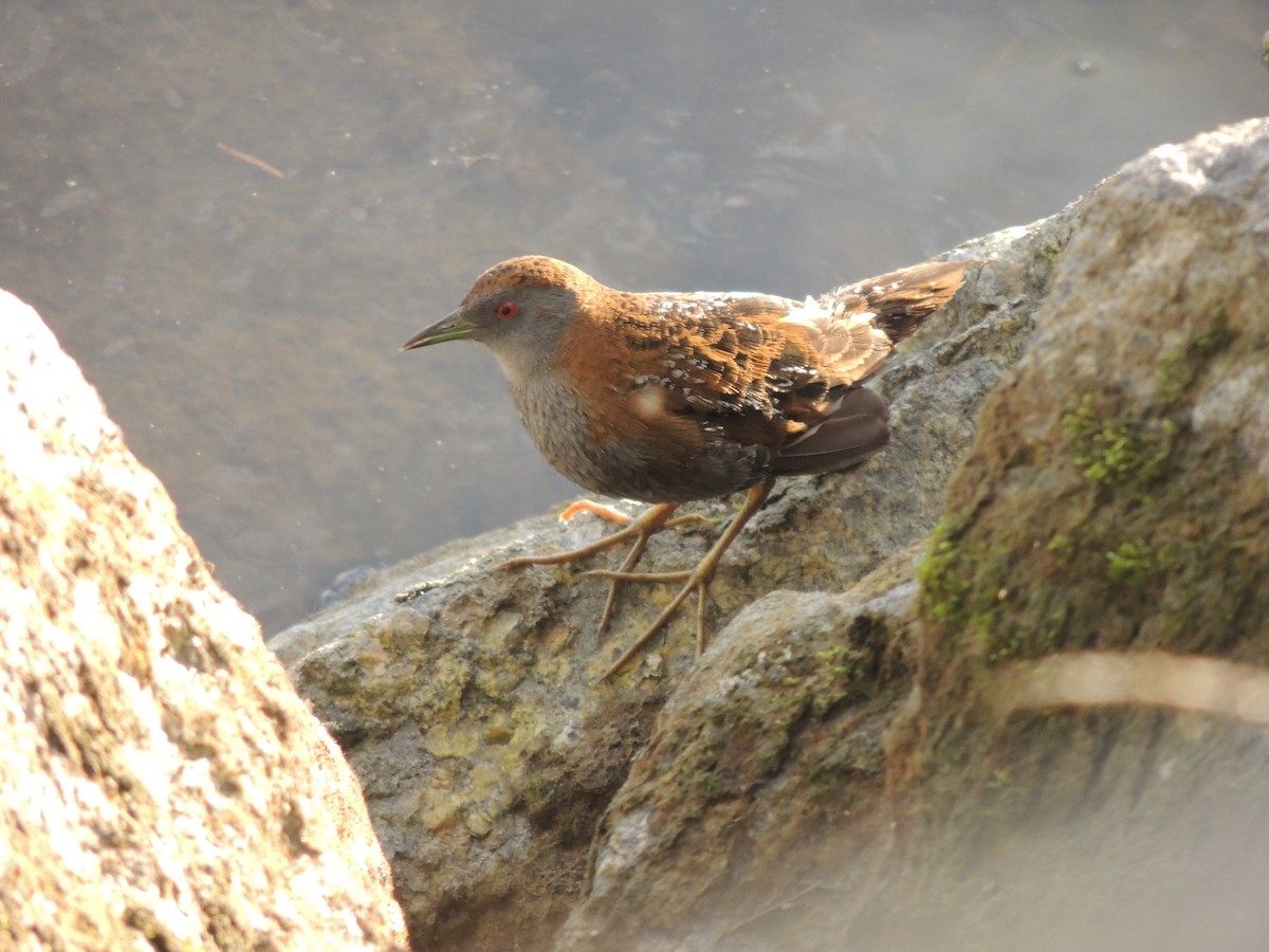 Baillon's Crake - ML350781161