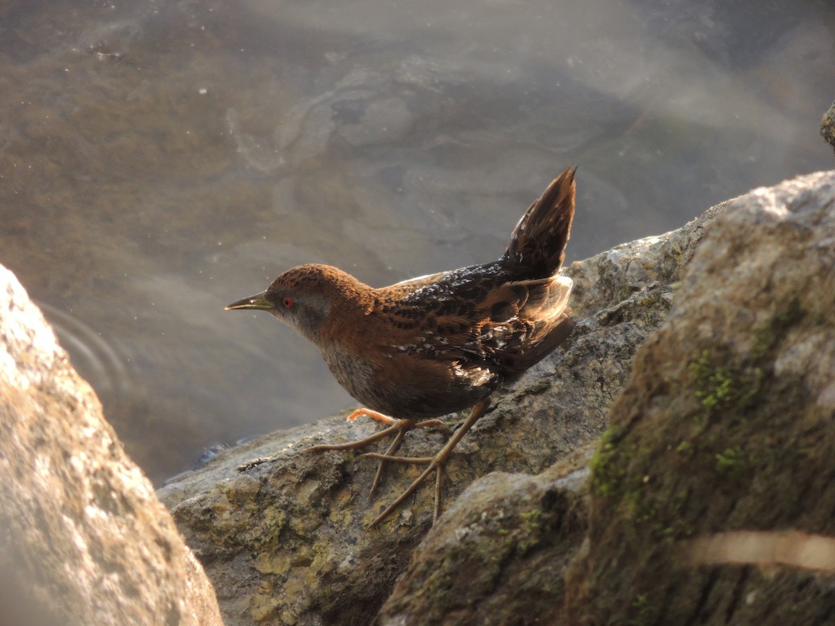 Baillon's Crake - ML350781171