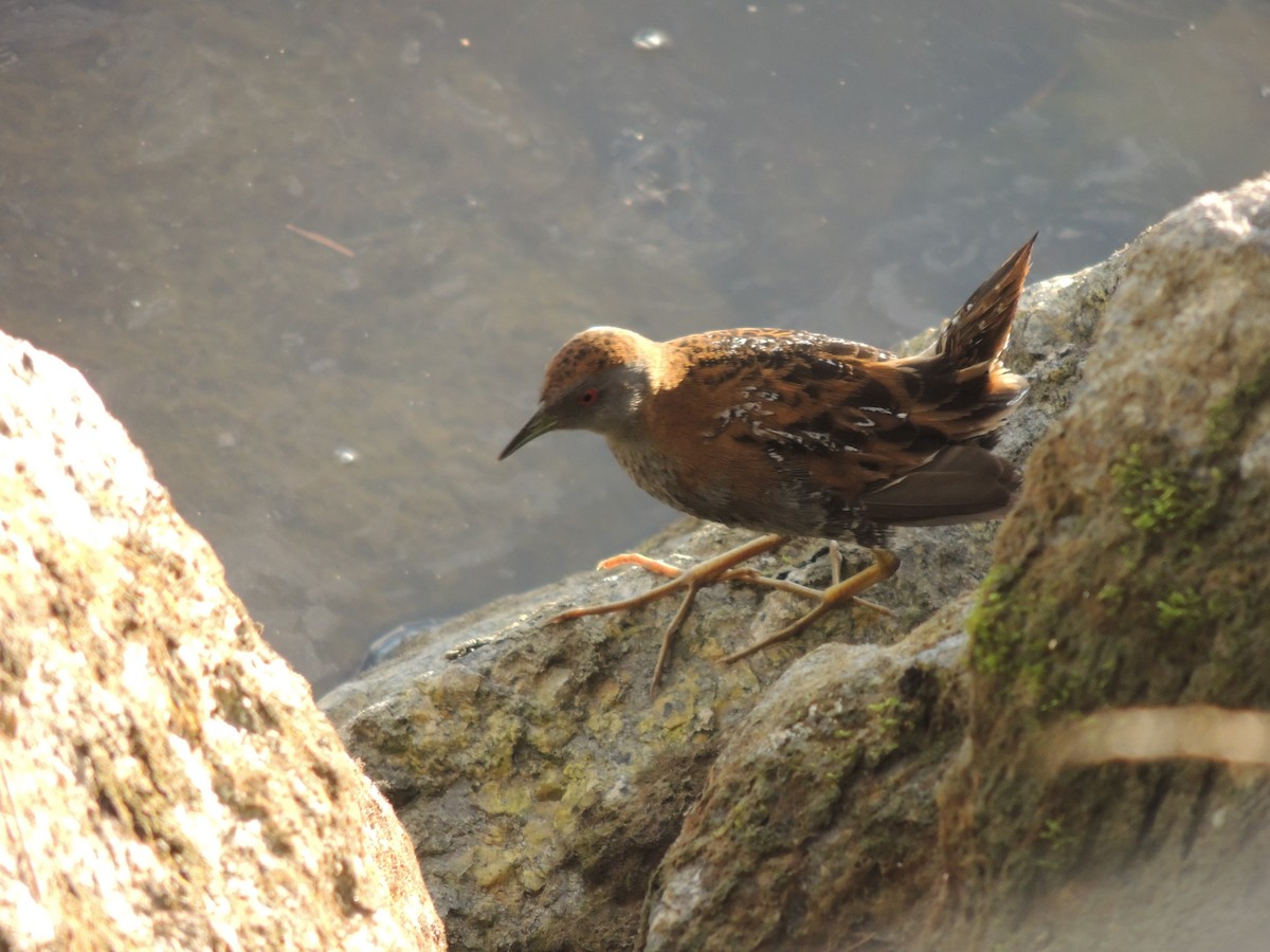 Baillon's Crake - ML350781181