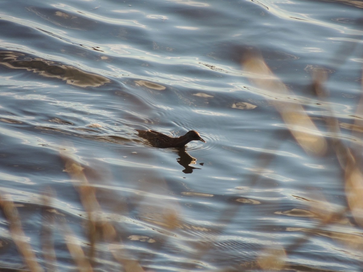 Baillon's Crake - ML350781191