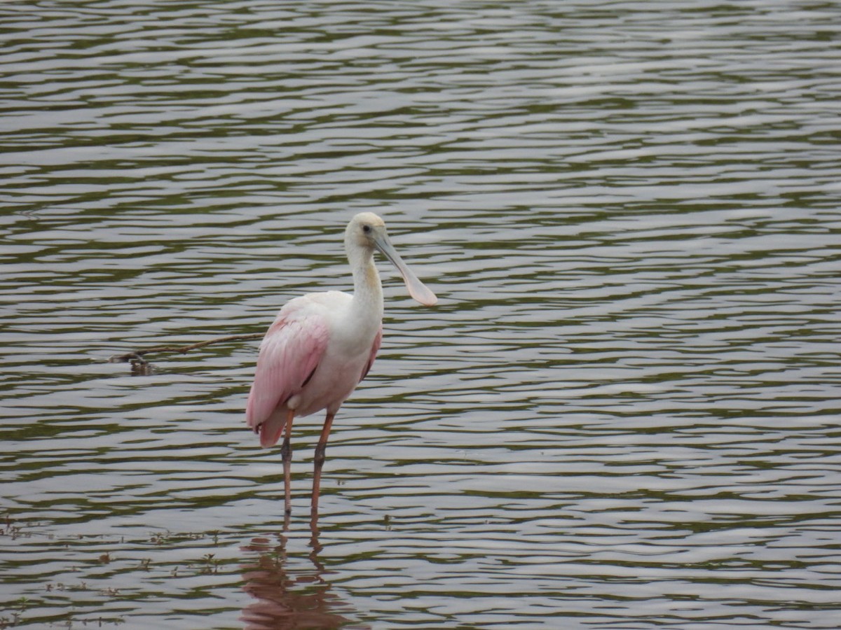 Roseate Spoonbill - ML350781291