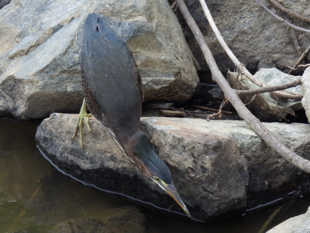 Green Heron - ML350781761