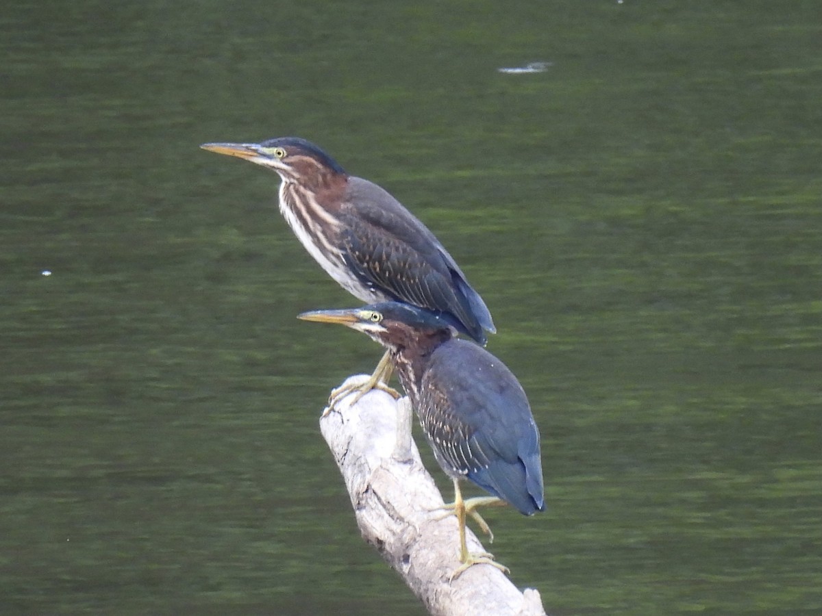 Green Heron - ML350781771