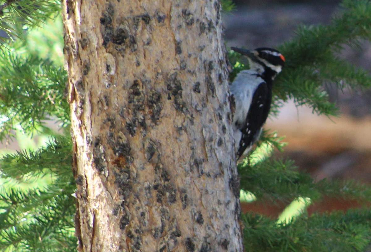 Hairy Woodpecker (Rocky Mts.) - ML350782901