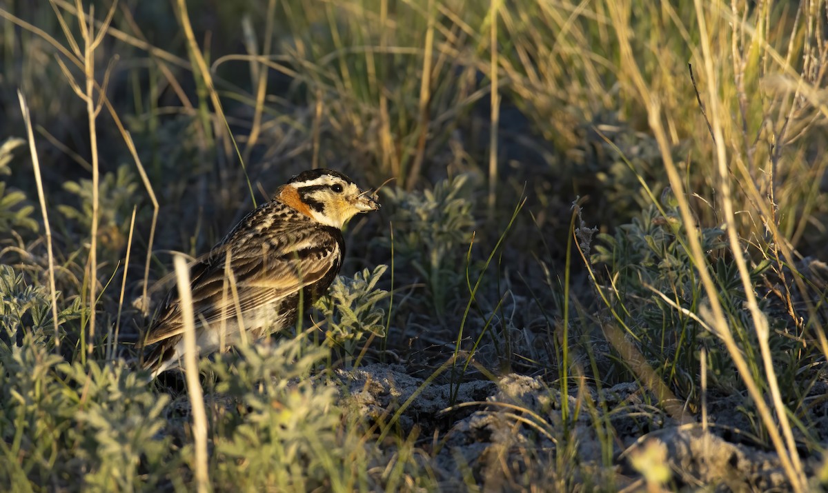 Chestnut-collared Longspur - ML350785011