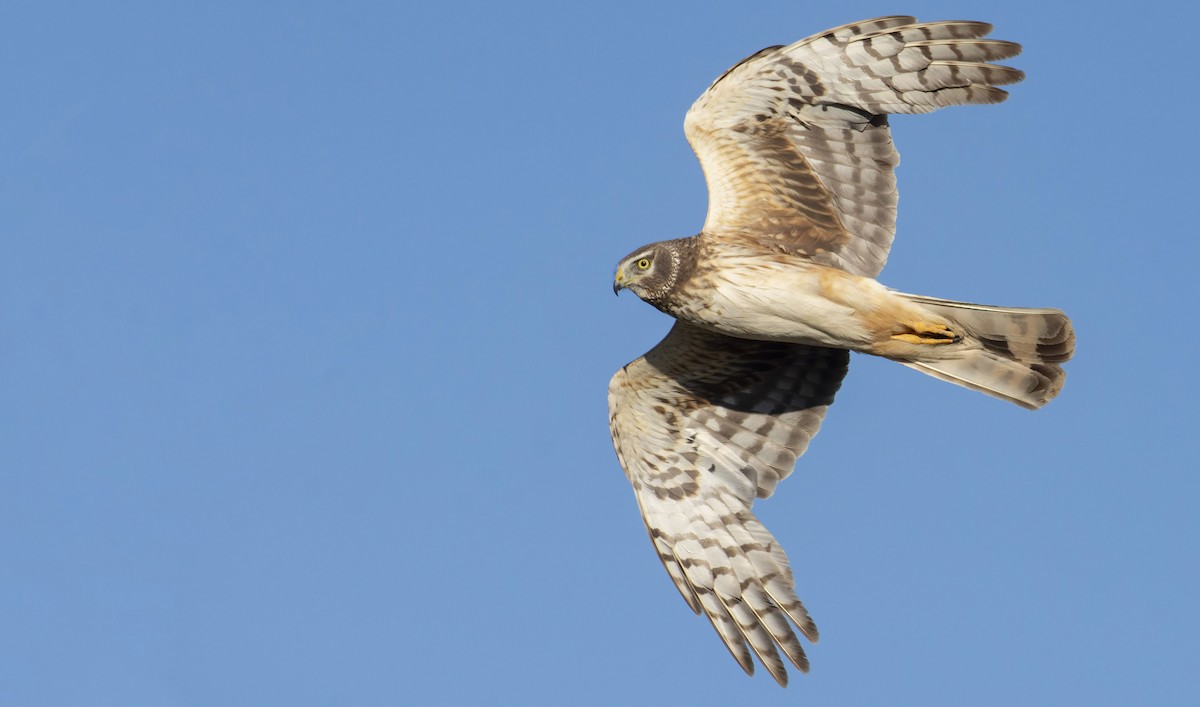 Northern Harrier - ML350785361