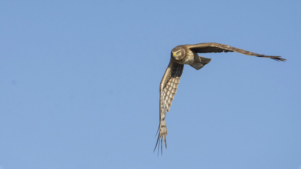 Northern Harrier - ML350785461