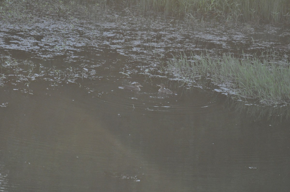 Hooded Merganser - Brian Bullard