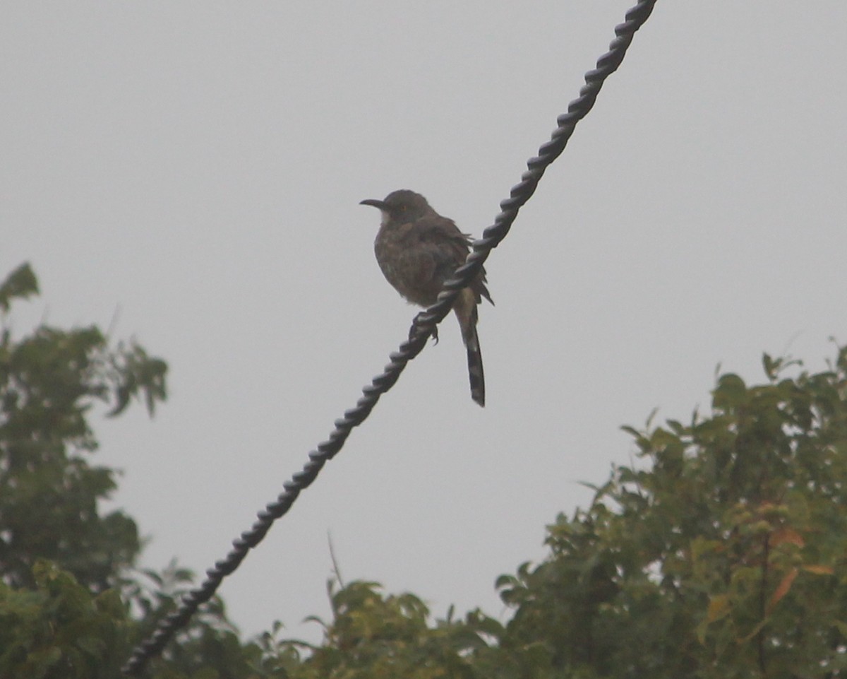 Curve-billed Thrasher - ML35078691