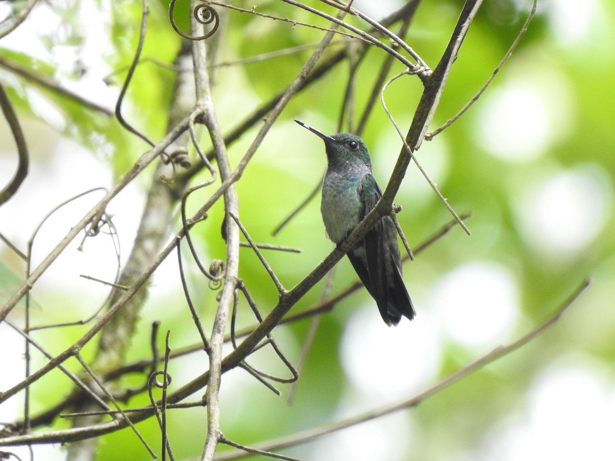 Blue-chested Hummingbird - ML350787071