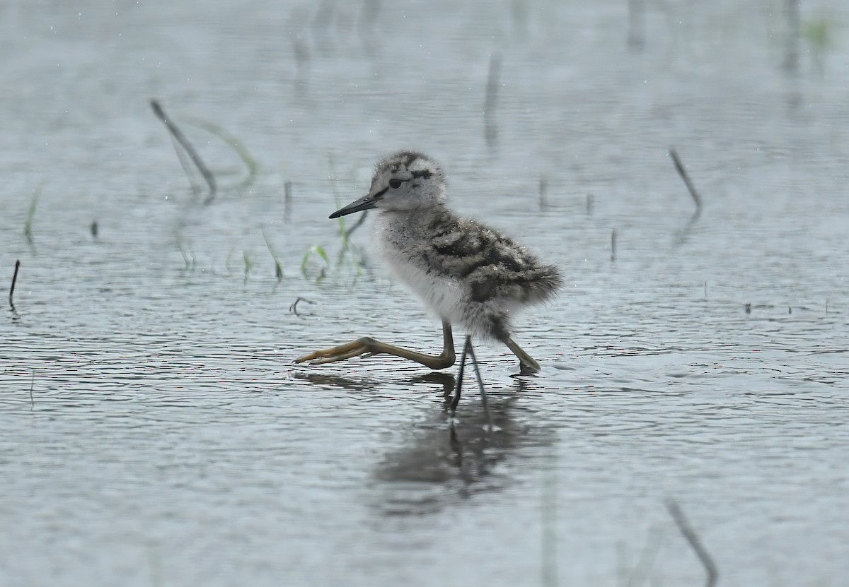 Greater Yellowlegs - Raymond Ladurantaye