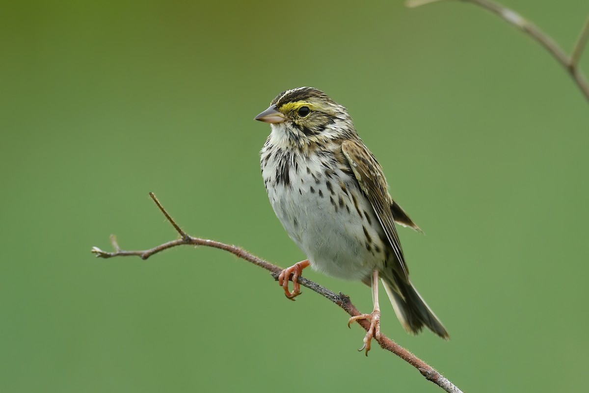 Savannah Sparrow - ML350790281