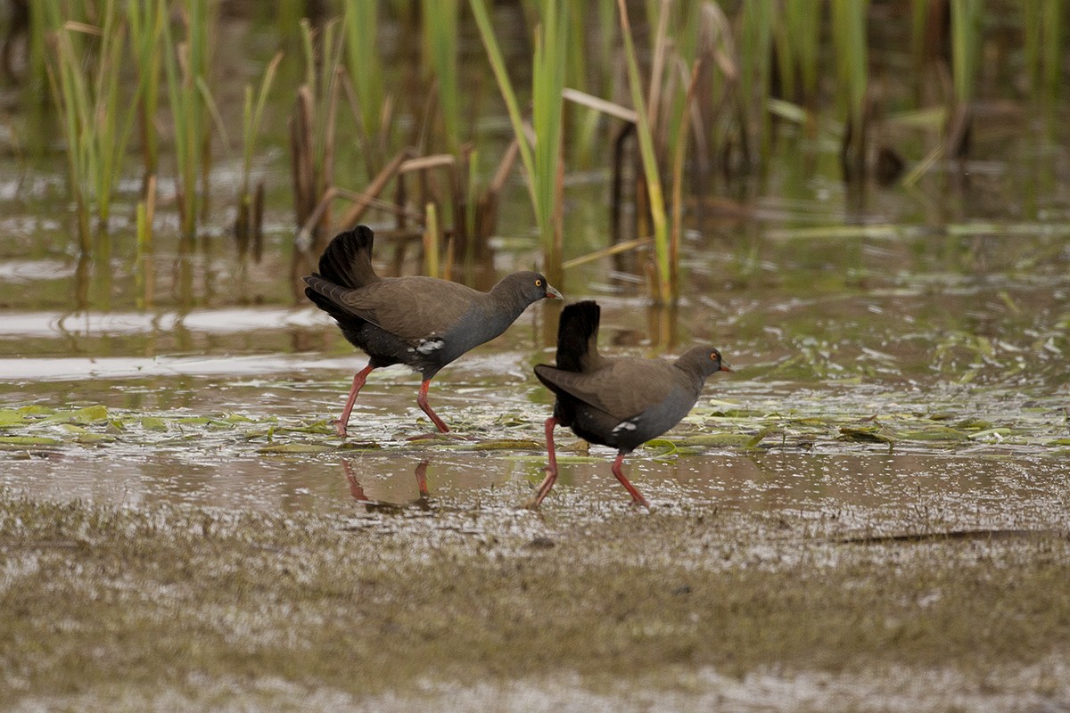 Black-tailed Nativehen - ML350793321