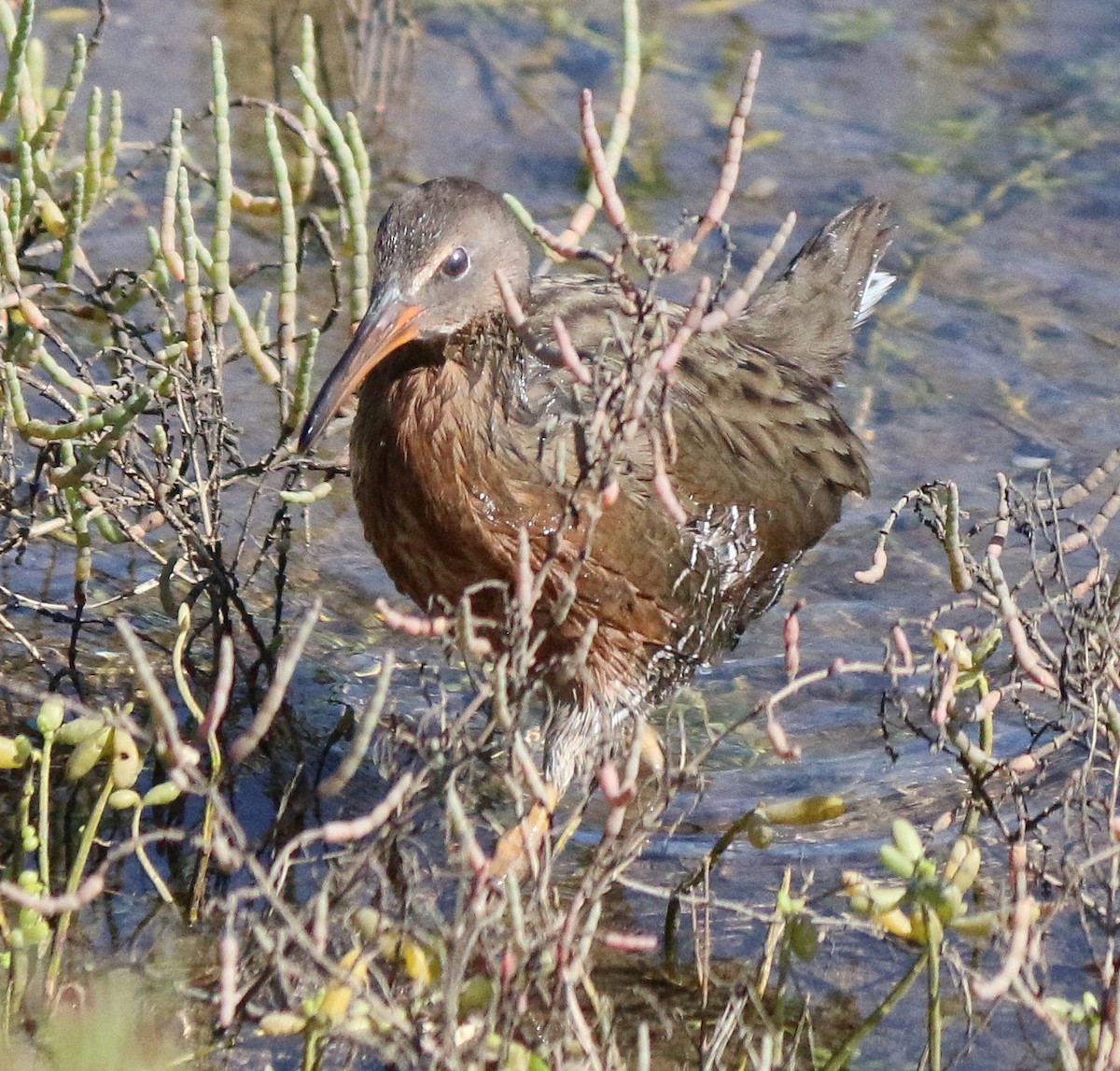 Ridgway's Rail - Laura LePere