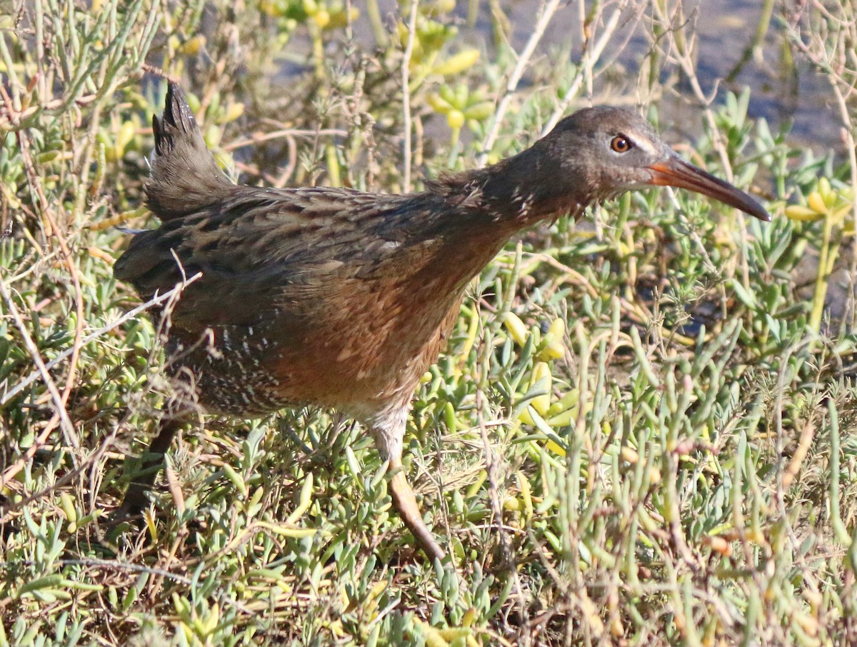 Ridgway's Rail - Laura LePere