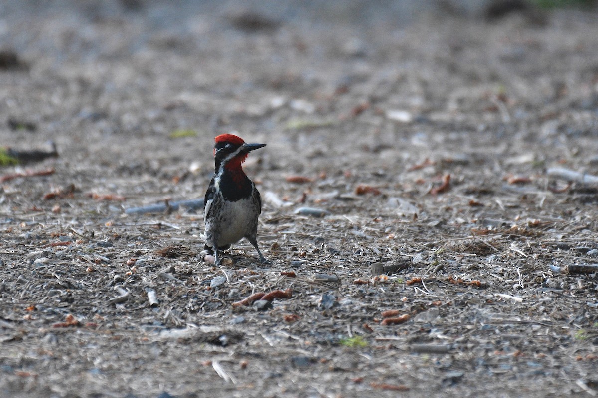 Red-naped Sapsucker - Will Brooks