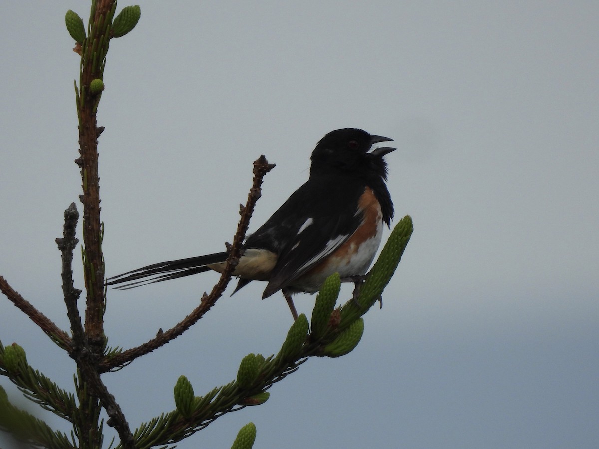 Eastern Towhee - ML350798141