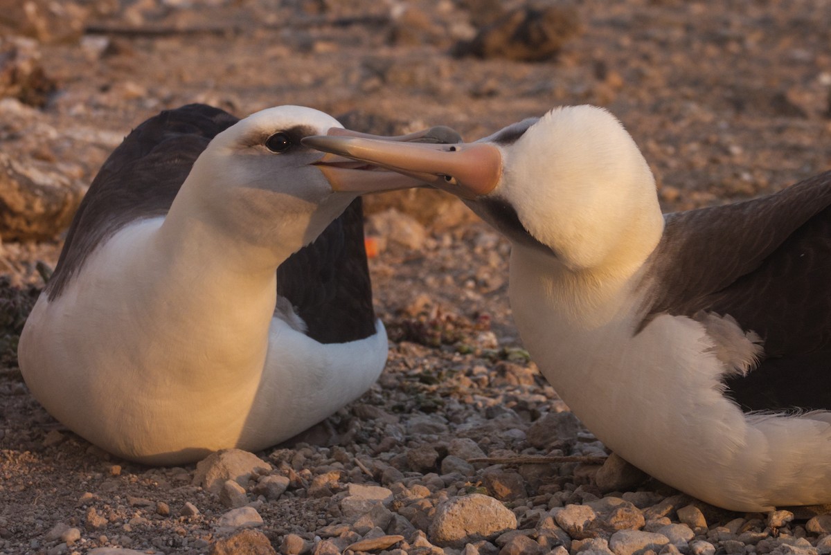 Laysan Albatross - ML350798861