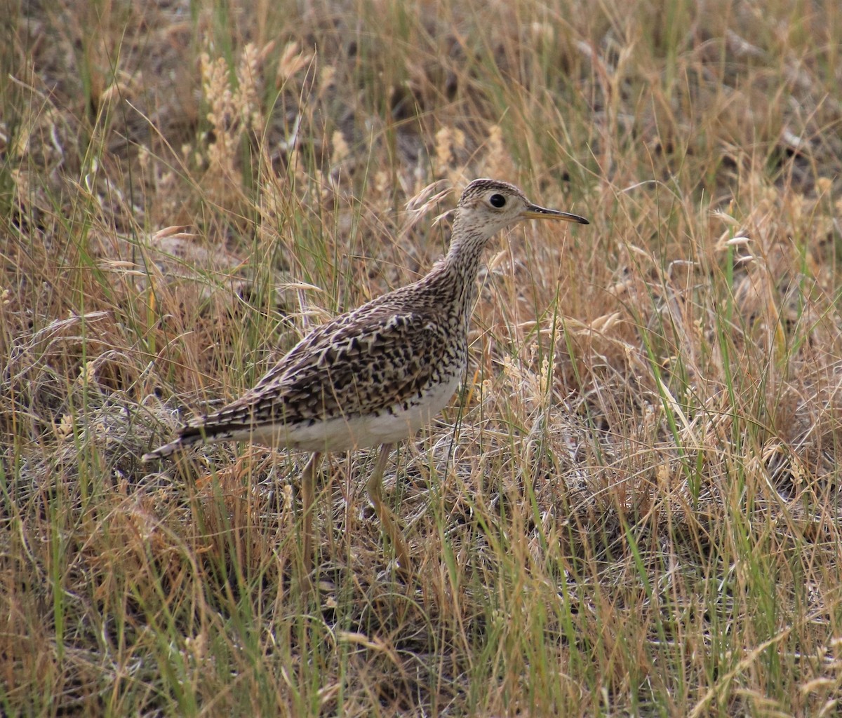 Upland Sandpiper - JoAnne Puckett