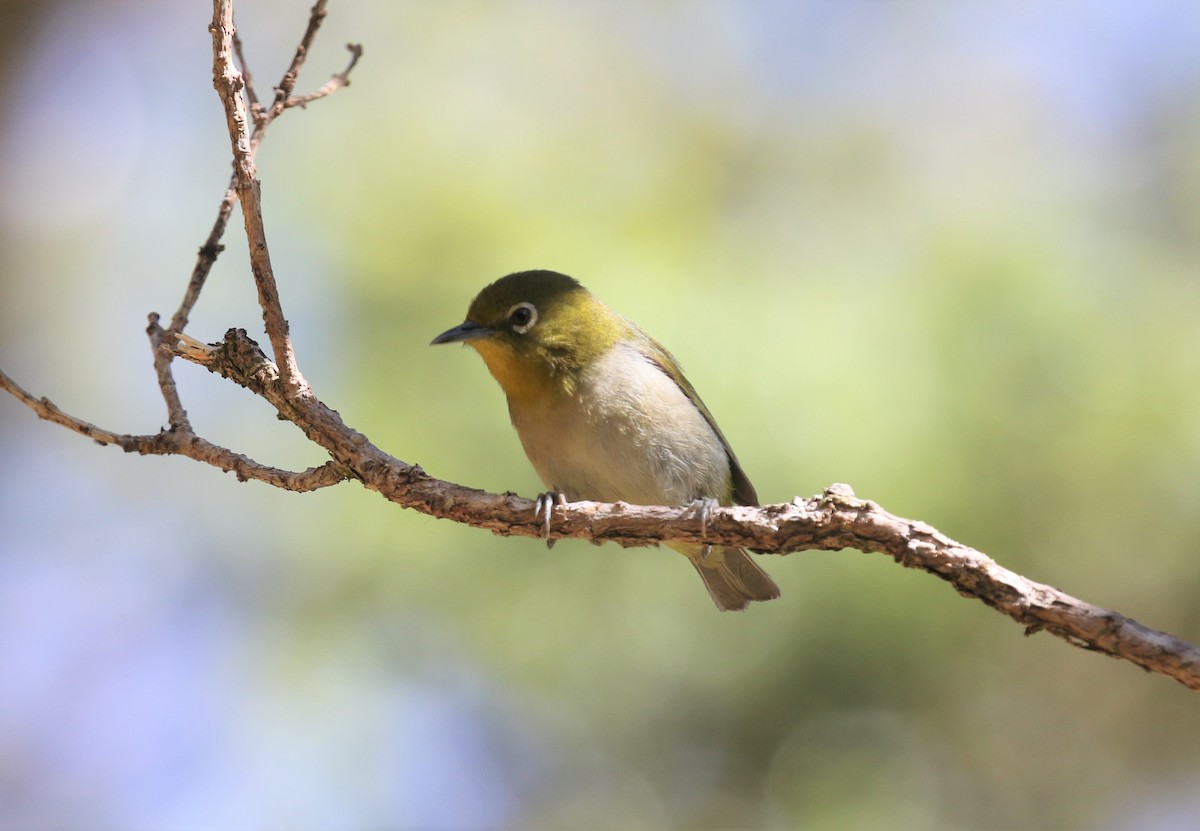 Warbling White-eye - James (Jim) Holmes