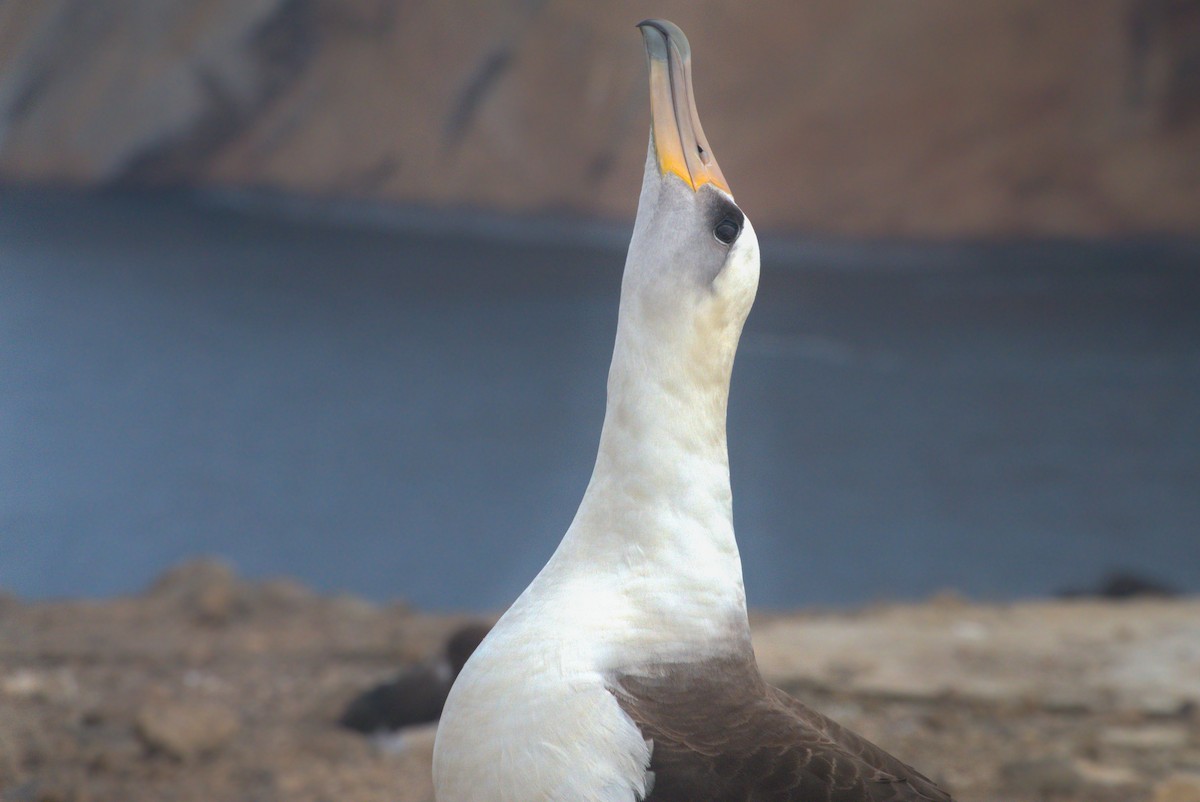 Laysan Albatross - Fernando Anand Medrano Martínez