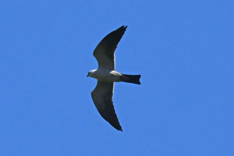 Mississippi Kite - Troy Hibbitts