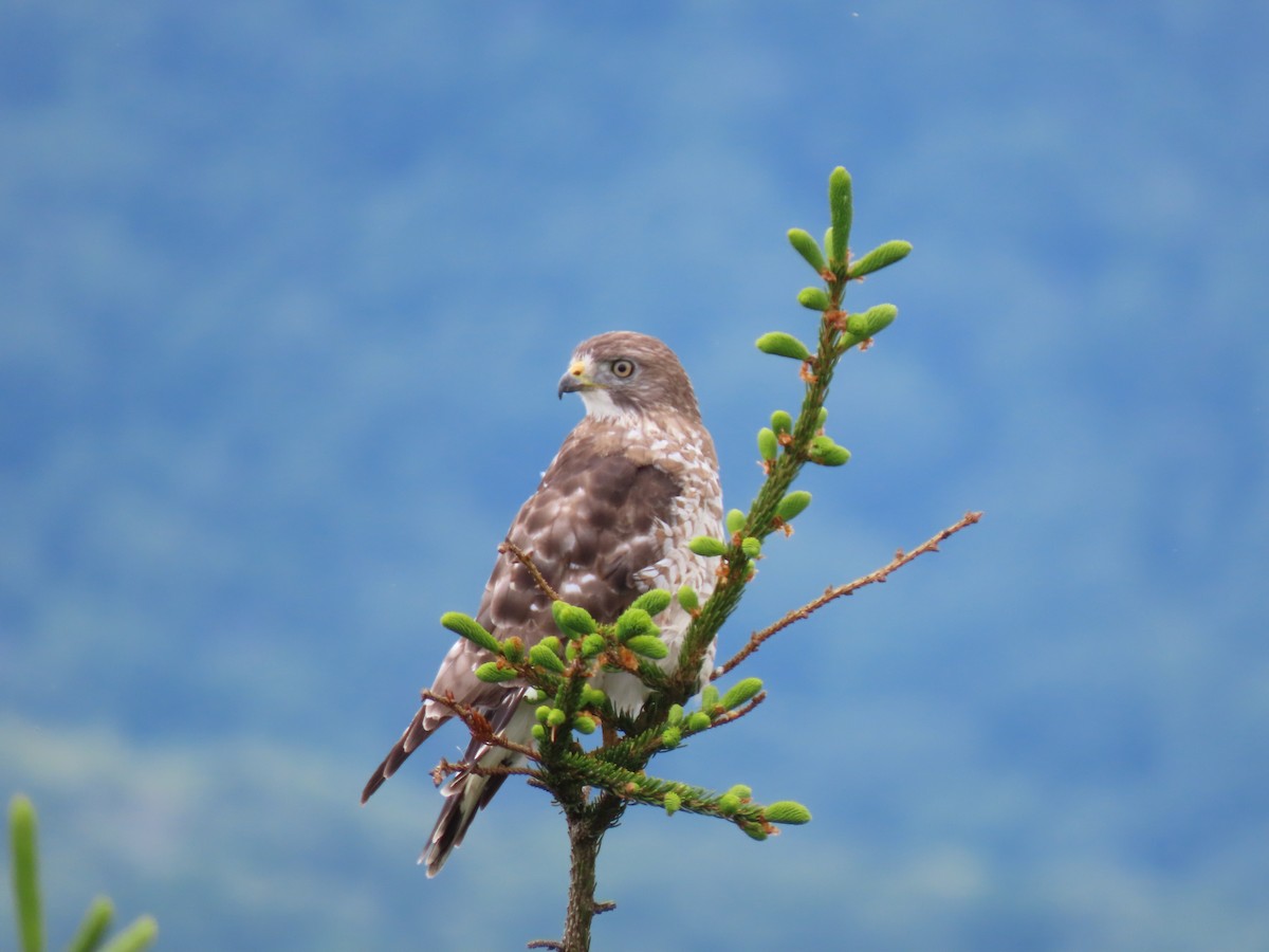 Broad-winged Hawk - ML350800841