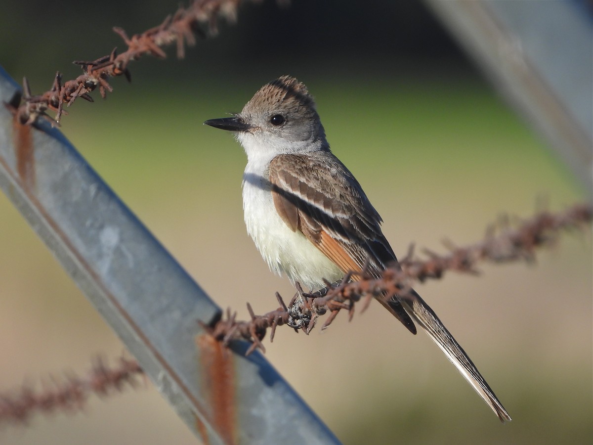 Ash-throated Flycatcher - Pair of Wing-Nuts